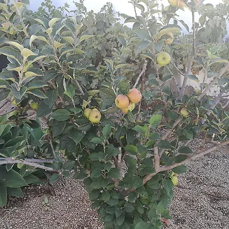 Emblema (adults Only)